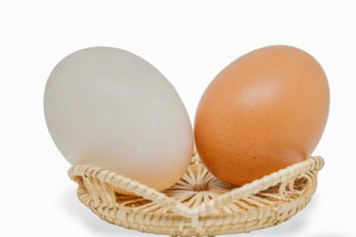 Brown Eggs vs White Eggs